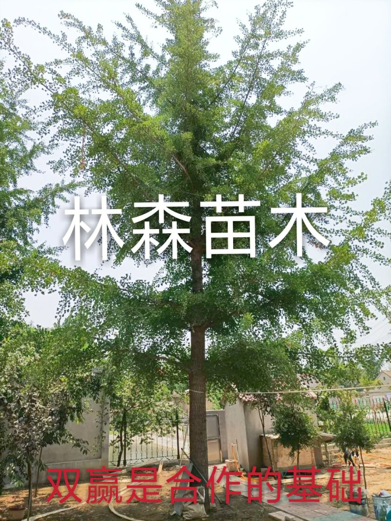 银杏树，银杏实生树，嫁接树，银杏树苗，