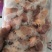 箱装鸡头