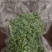 九叶青花椒鲜椒