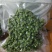 九叶青花椒鲜椒