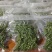 九叶青花椒鲜椒