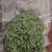 九叶青花椒鲜椒