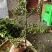 九叶青花椒鲜椒
