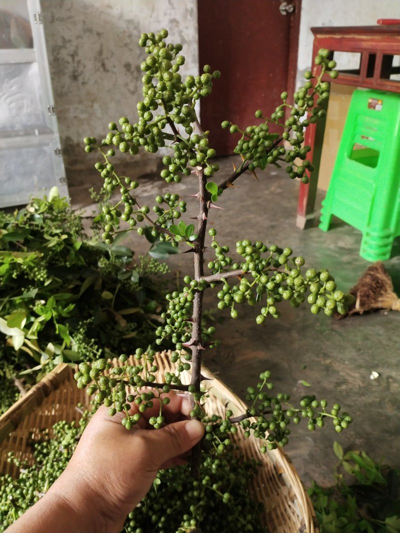 九叶青花椒鲜椒