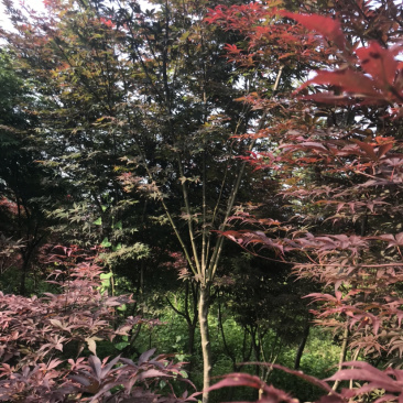 红枫.日本红舞姬，非青枫鸡爪槭美国红枫。