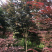 红枫.日本红舞姬，非青枫鸡爪槭美国红枫。