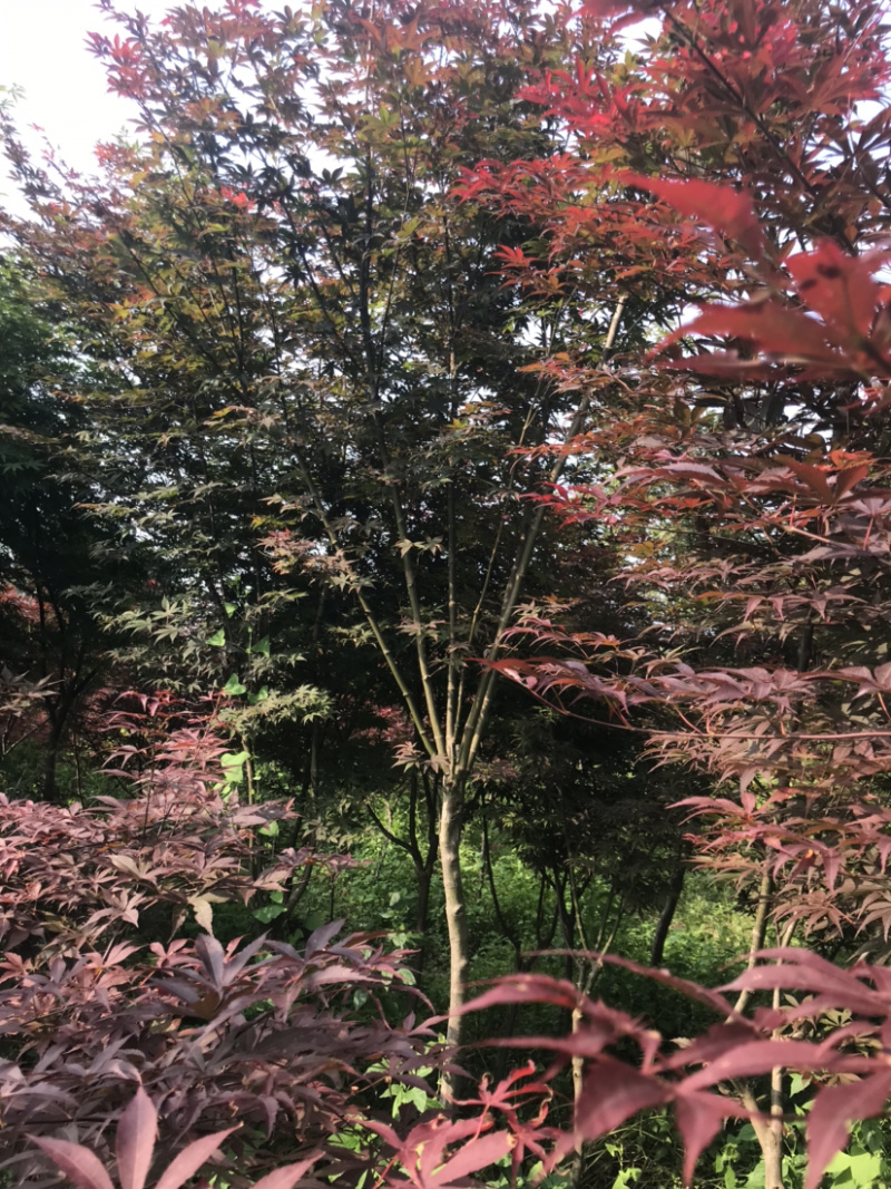 红枫.日本红舞姬，非青枫鸡爪槭美国红枫。