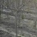 河北昌黎君林苗木基地直供0.8-8公分山楂树苗