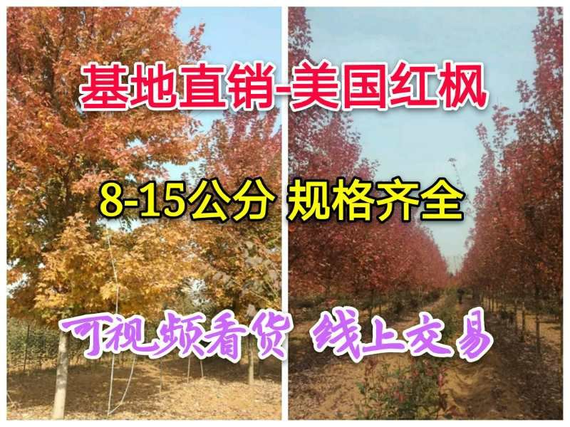 美国红枫141~170cm