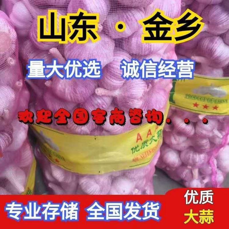 【精品】山东金乡大蒜质优价廉，大量直发代发国内外市场