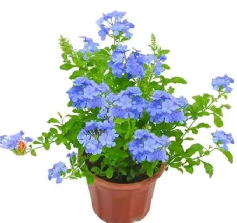 蓝雪花盆栽花苗多季开花量大抗病庭院阳台观花绿植防雾霾草本