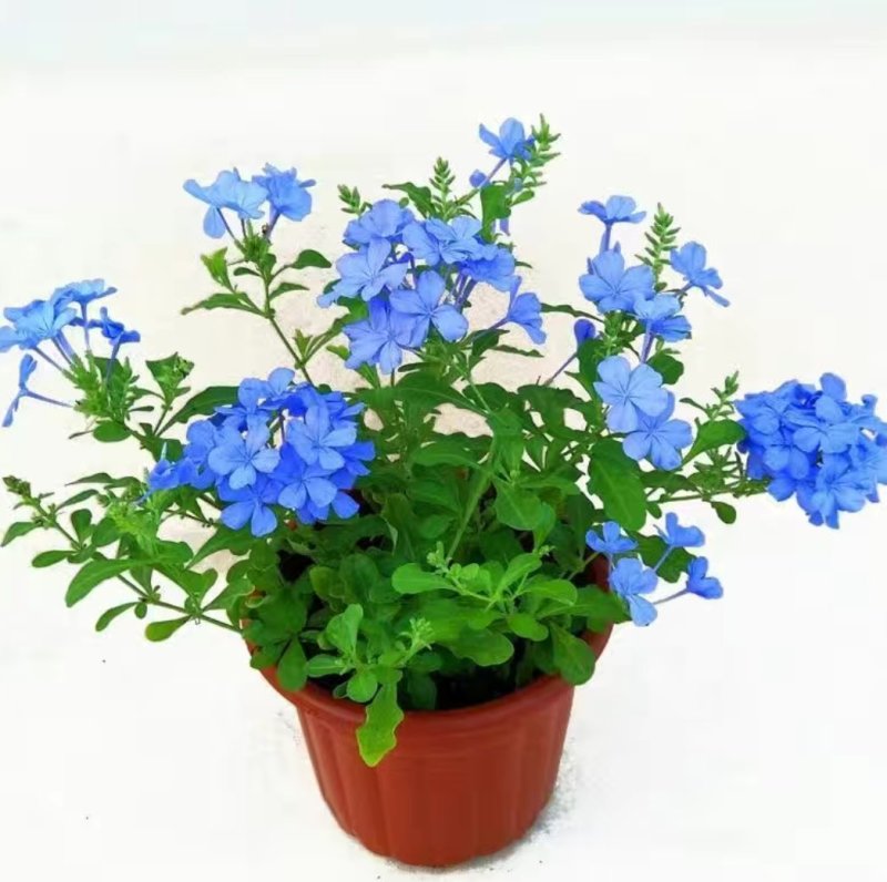 蓝雪花盆栽花苗多季开花量大抗病庭院阳台观花绿植防雾霾草本