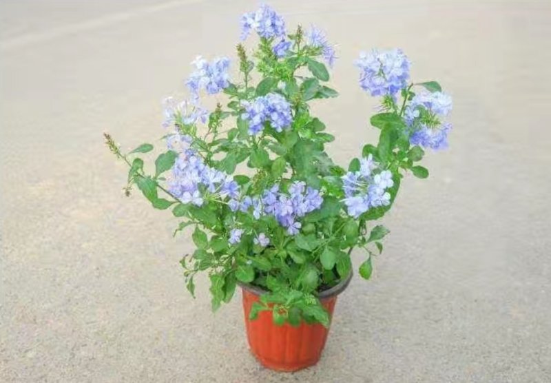 蓝雪花盆栽花苗多季开花量大抗病庭院阳台观花绿植防雾霾草本