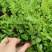蓝雪花盆栽花苗多季开花量大抗病庭院阳台观花绿植防雾霾草本