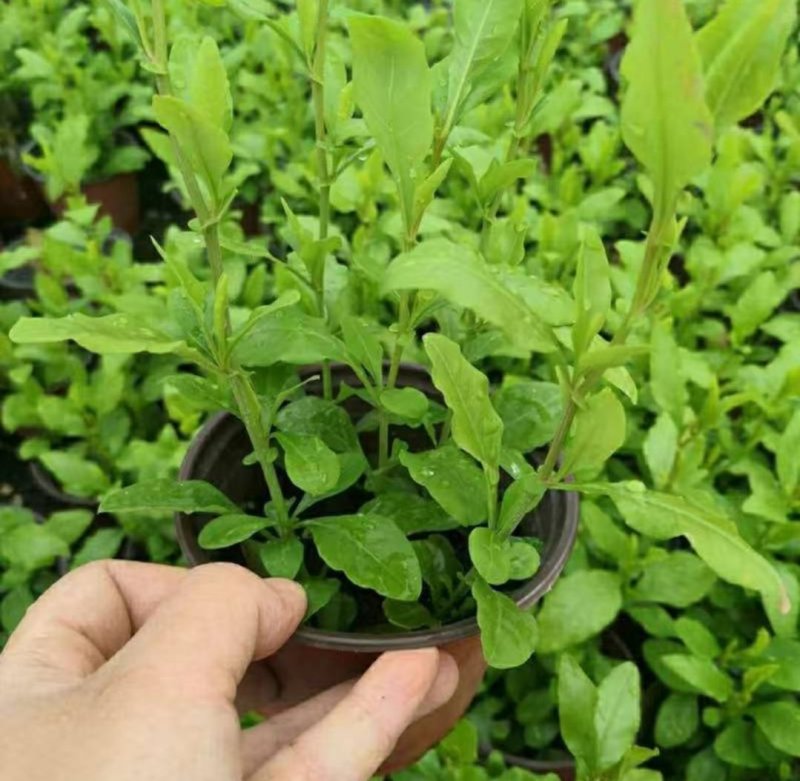 蓝雪花盆栽花苗多季开花量大抗病庭院阳台观花绿植防雾霾草本