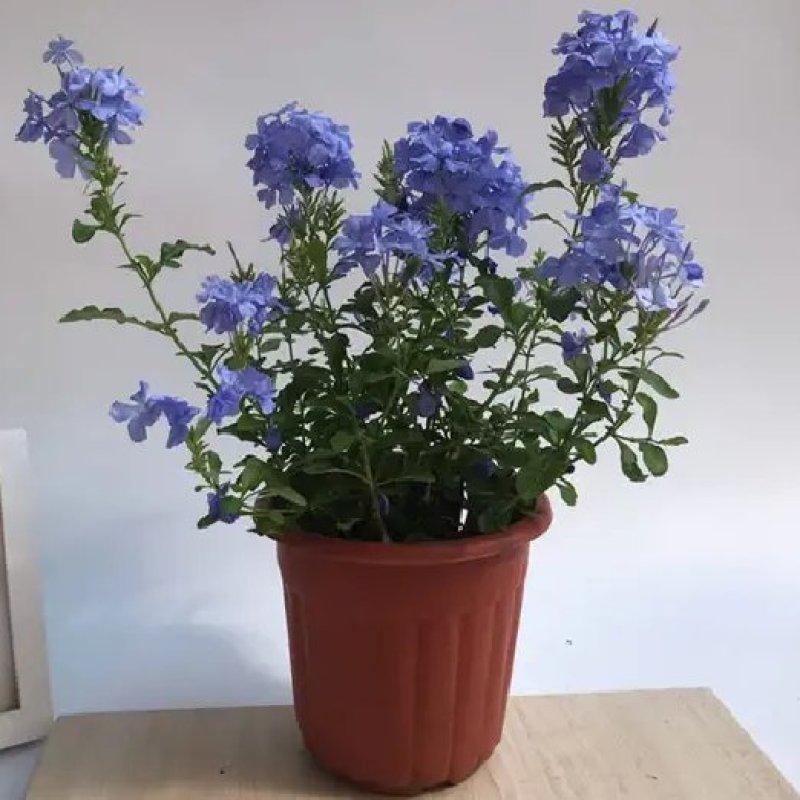 蓝雪花盆栽花苗多季开花量大抗病庭院阳台观花绿植防雾霾草本