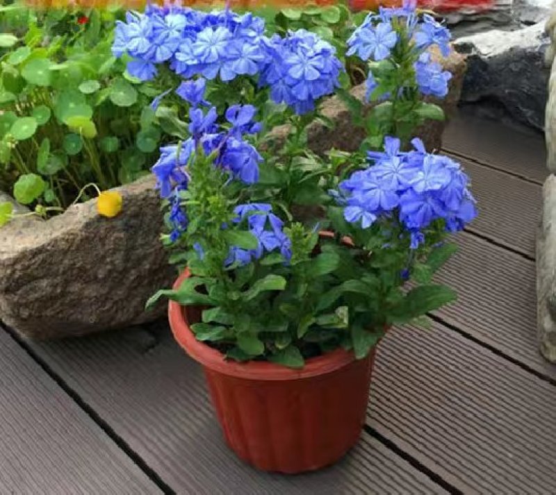 蓝雪花盆栽花苗多季开花量大抗病庭院阳台观花绿植防雾霾草本