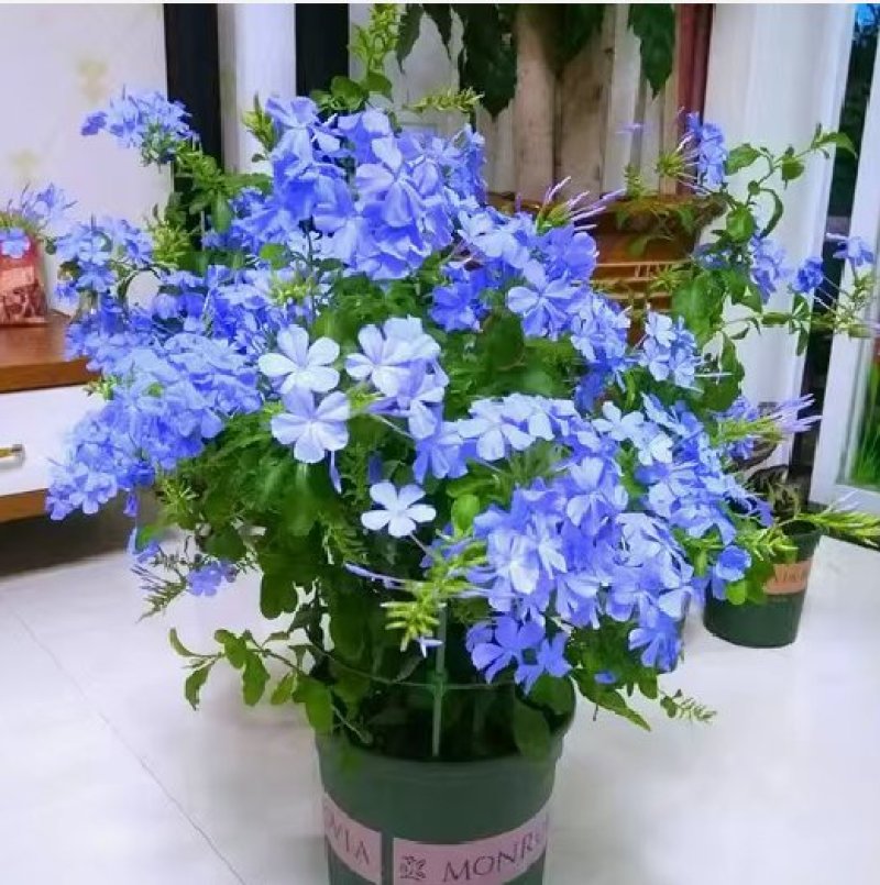 蓝雪花盆栽花苗多季开花量大抗病庭院阳台观花绿植防雾霾草本