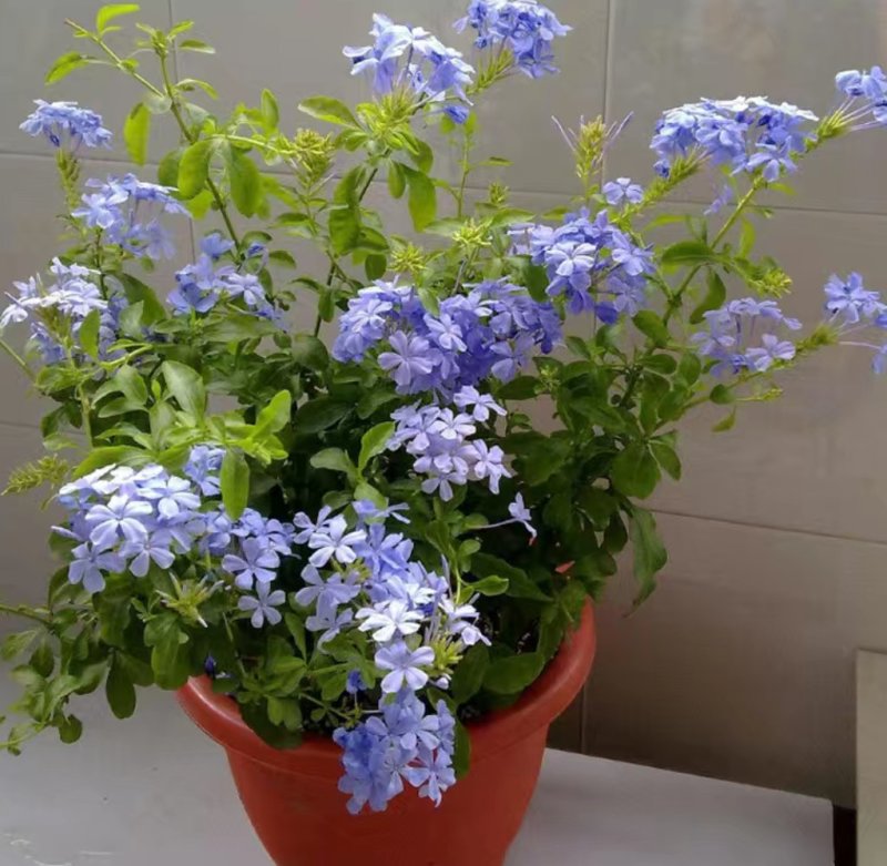 蓝雪花盆栽花苗多季开花量大抗病庭院阳台观花绿植防雾霾草本