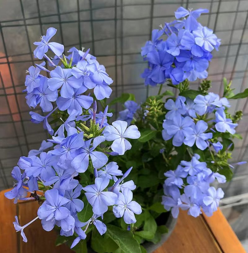 蓝雪花盆栽花苗多季开花量大抗病庭院阳台观花绿植防雾霾草本