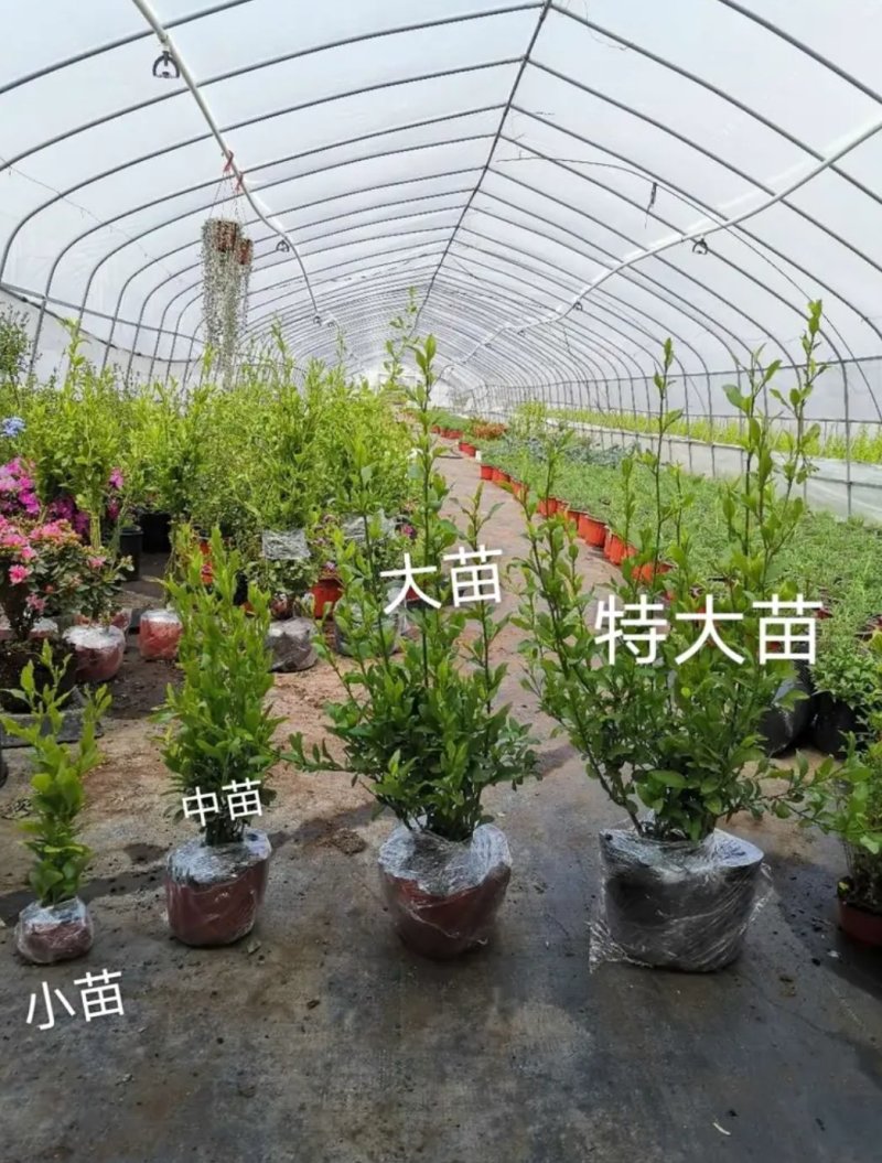 蓝雪花盆栽花苗多季开花量大抗病庭院阳台观花绿植防雾霾草本
