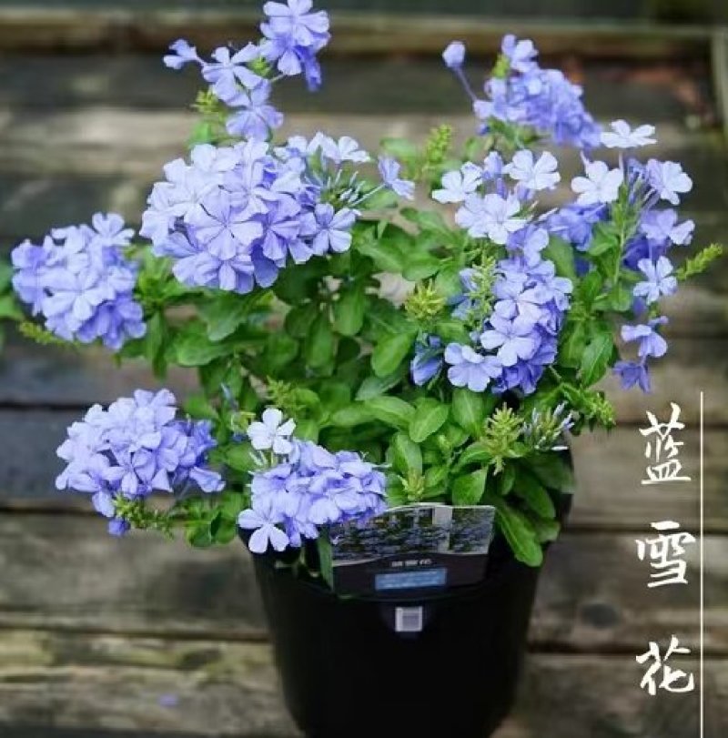 蓝雪花盆栽花苗多季开花量大抗病庭院阳台观花绿植防雾霾草本