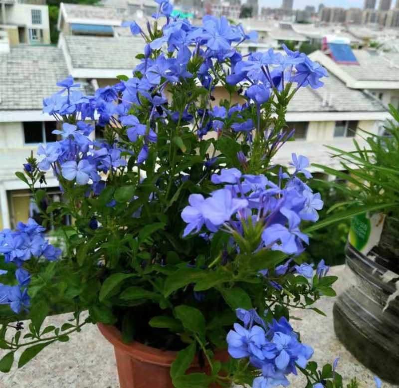 蓝雪花盆栽花苗多季开花量大抗病庭院阳台观花绿植防雾霾草本