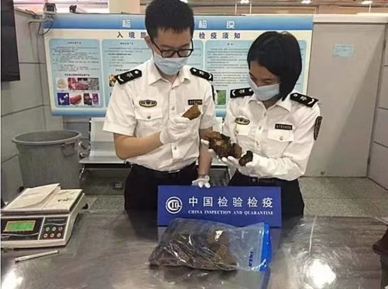俄罗斯西伯利亚原包桦树茸