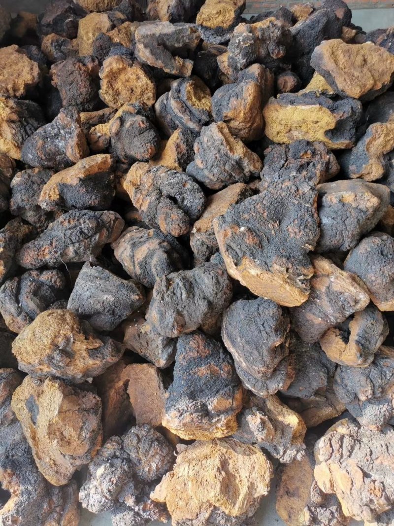 俄罗斯西伯利亚原包桦树茸