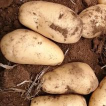 河北蔬菜基地库存土豆大量有货，色泽光滑，口感细腻。