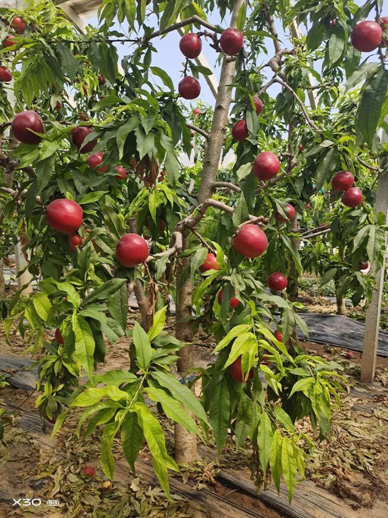 砀山县四八油桃大量上市，欢迎新老客户前来选购。
