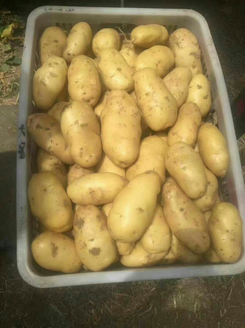荷兰十五土豆包质包量，货源充足全国发货，一手货源
