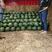 今年又是天干的一年，甜王西瓜，品种多多，欢迎咨询