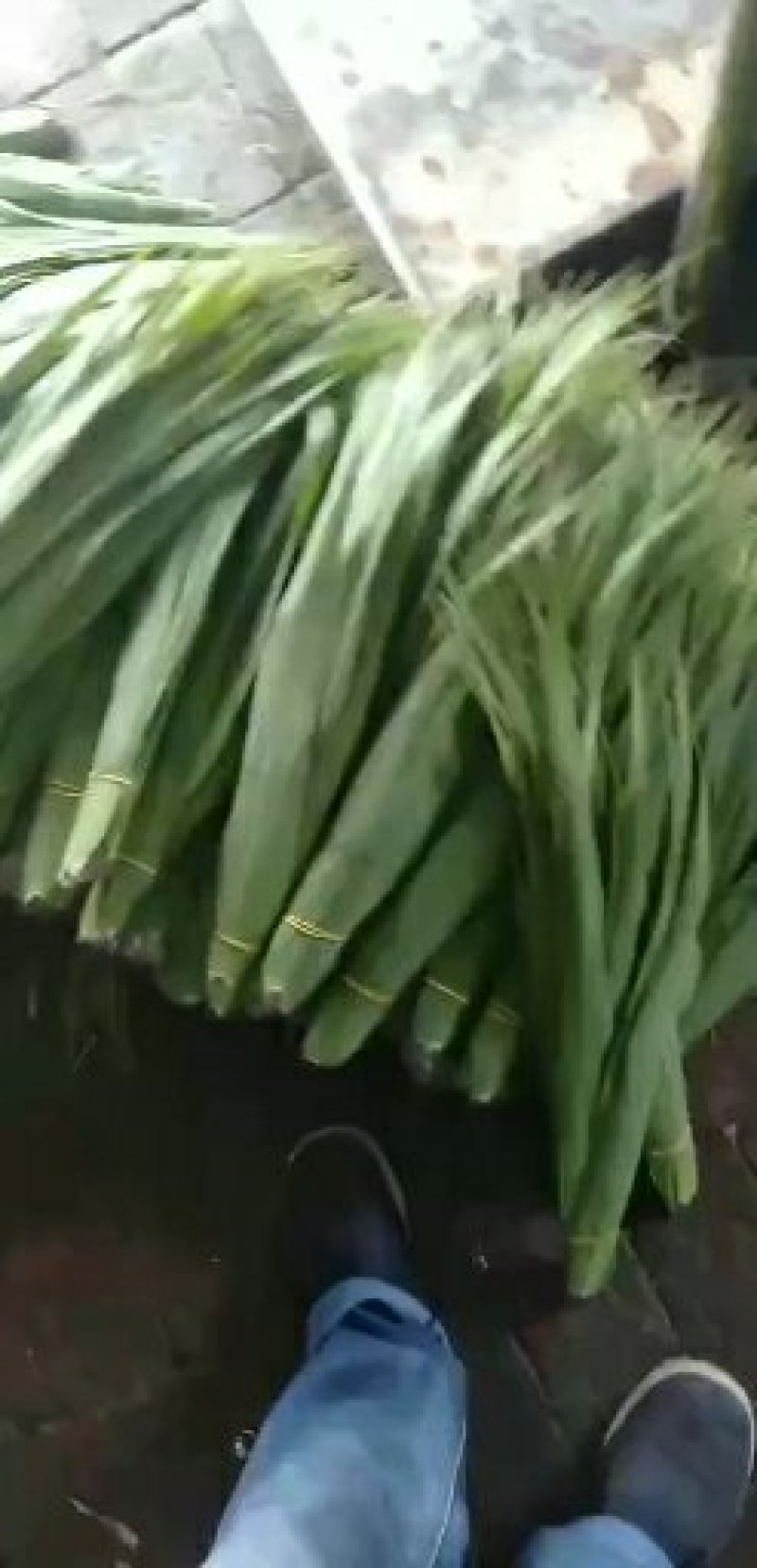 白洋淀芦苇叶