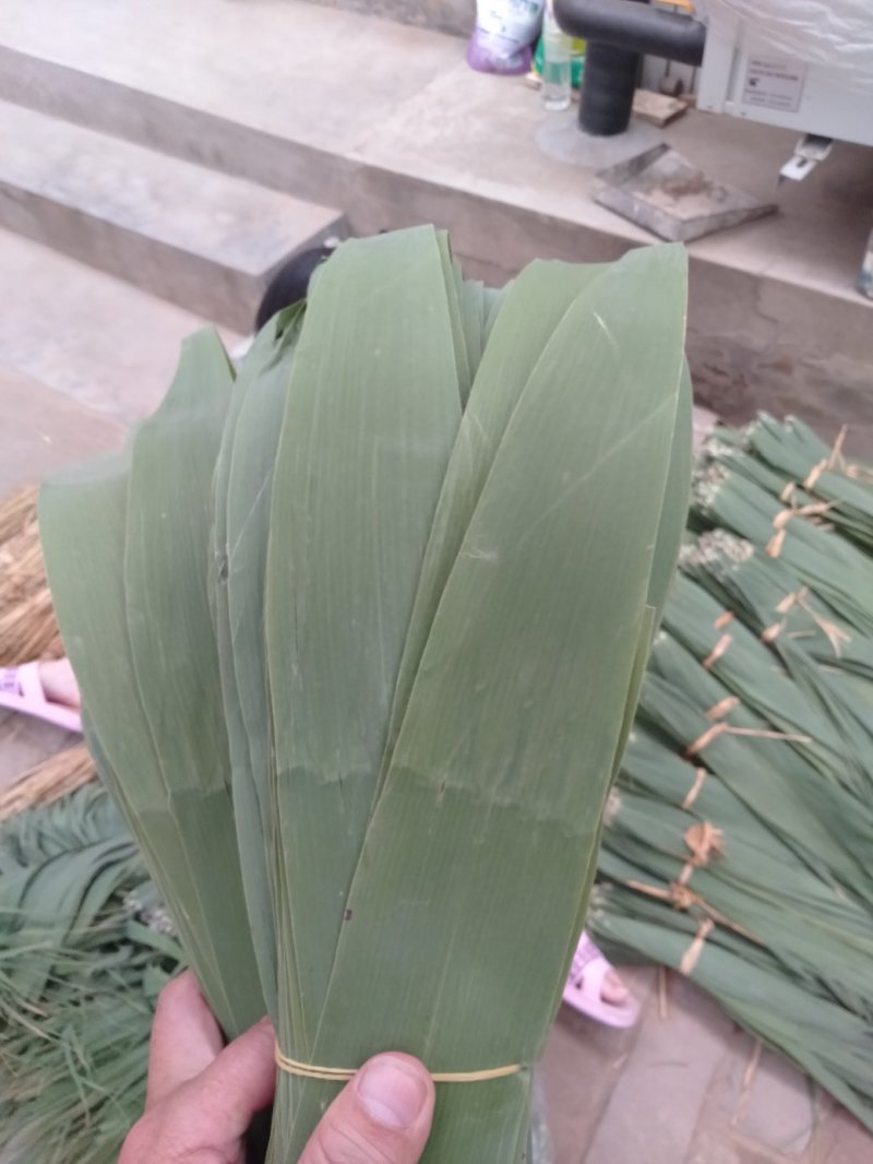 白洋淀芦苇叶