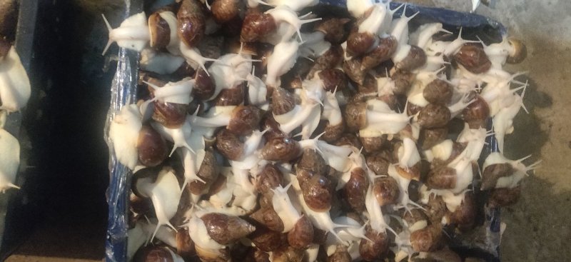 自己培育的高质量白玉蜗牛