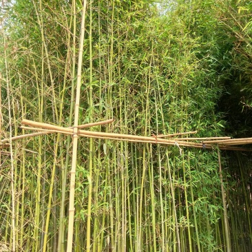 袋装竹子