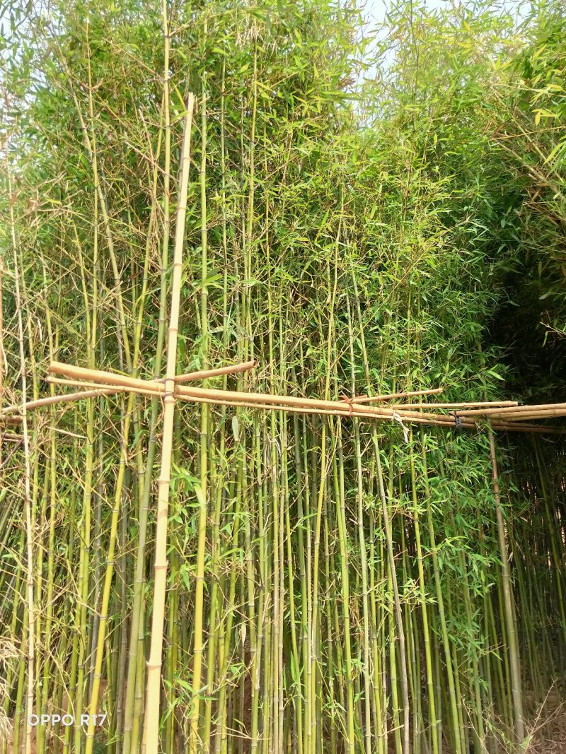 袋装竹子