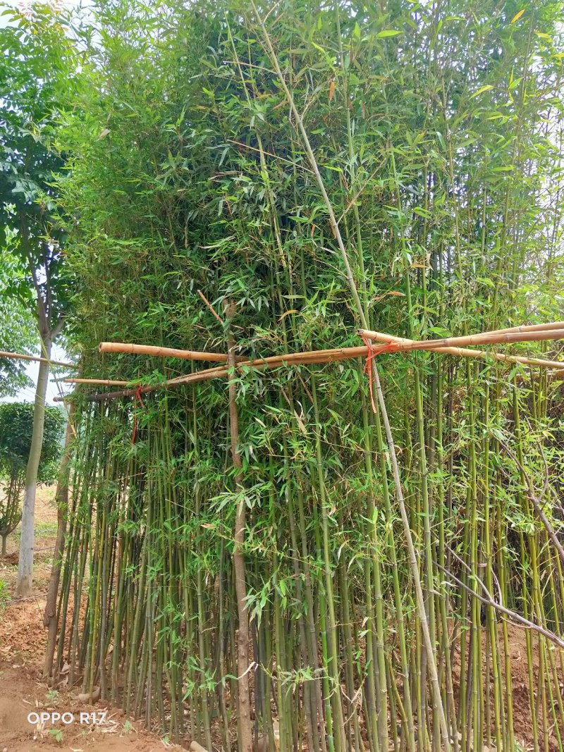 袋装竹子