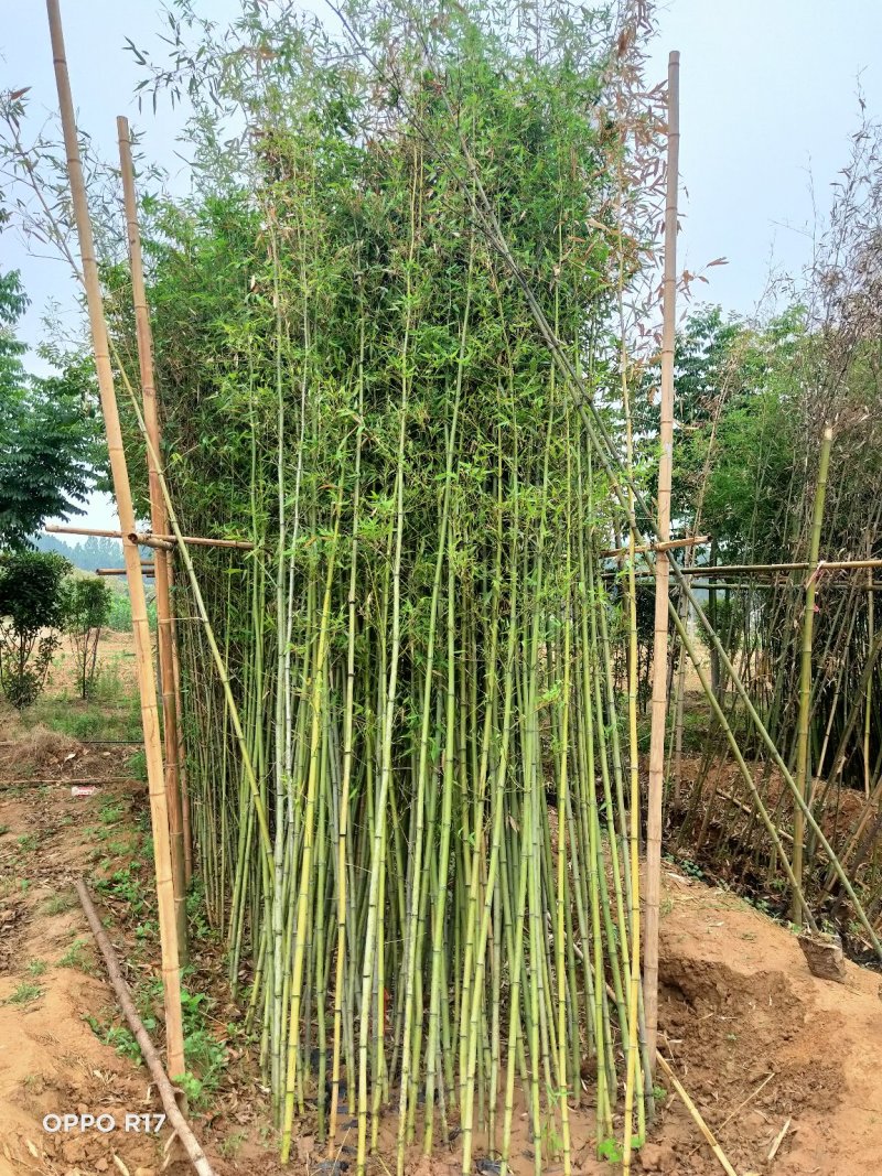 袋装竹子