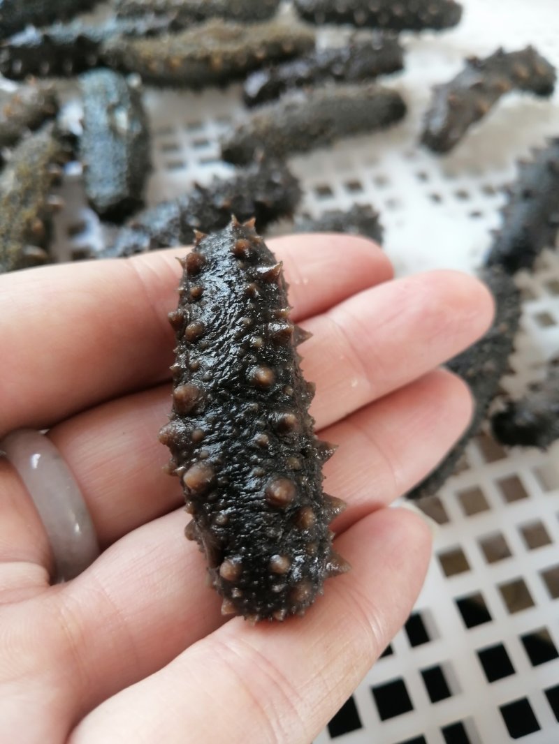 供应各大商庆婚庆酒店30-40头拉缸盐海参以及各类干参