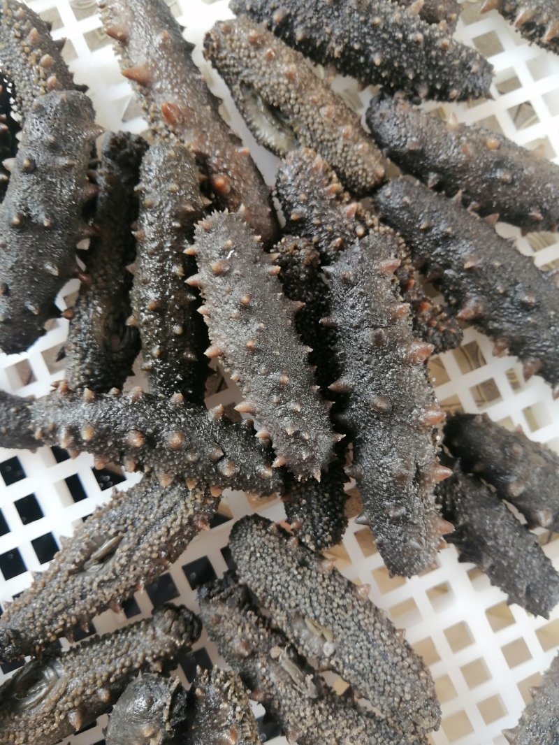 供应各大商庆婚庆酒店30-40头拉缸盐海参以及各类干参
