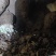 高产蛋率白玉蜗牛种。