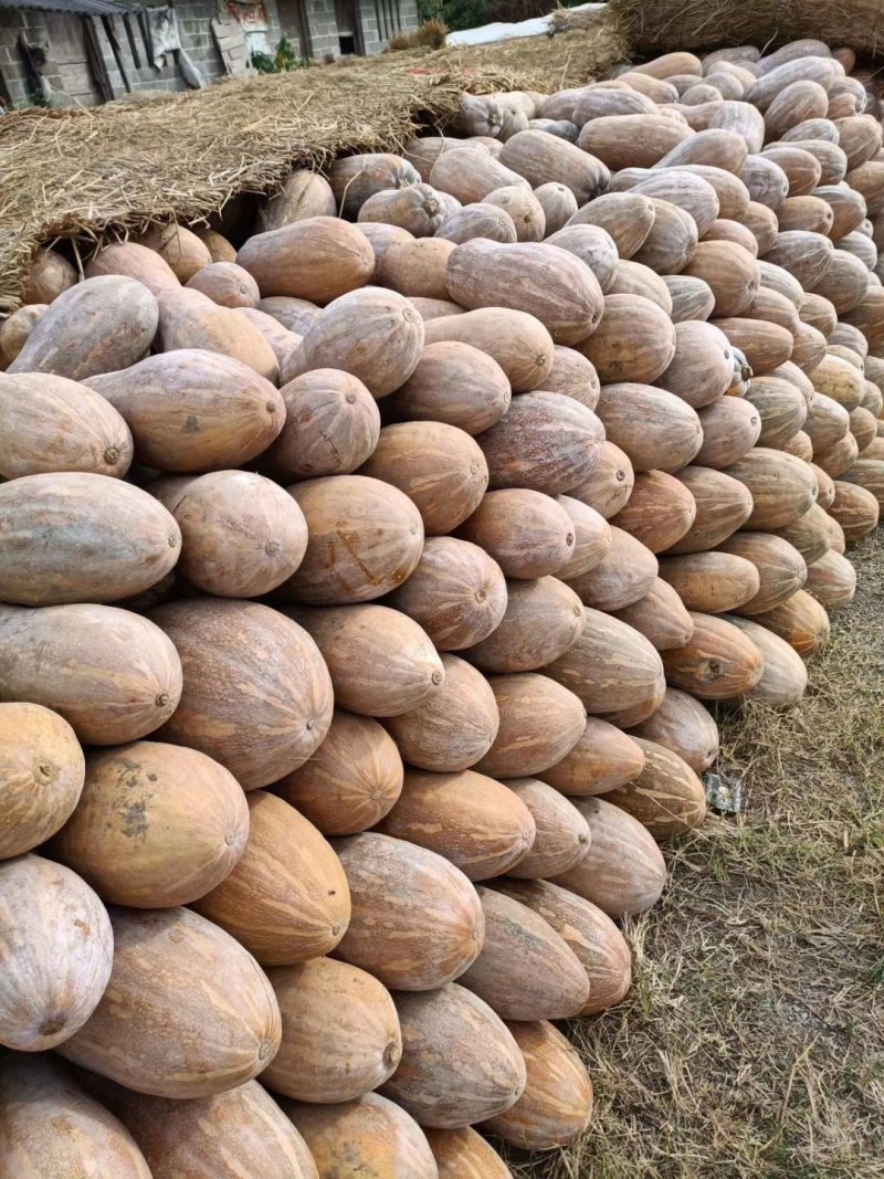 蜜本南瓜【河南千亩基地直供高质量高标准】