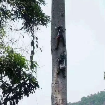 缅甸森林大挂金黄色野蜂蜜