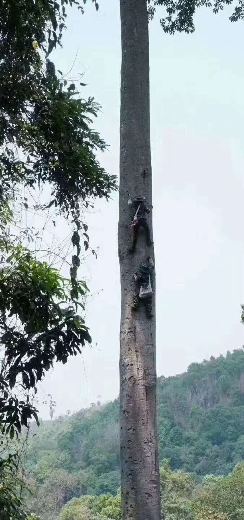 缅甸森林大挂金黄色野蜂蜜