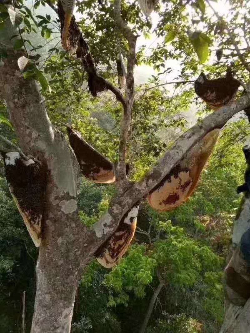 缅甸森林大挂金黄色野蜂蜜