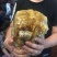 缅甸森林大挂金黄色野蜂蜜