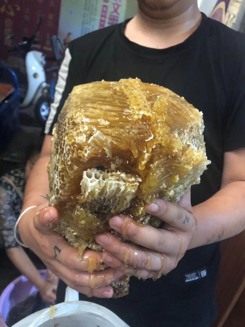 缅甸森林大挂金黄色野蜂蜜