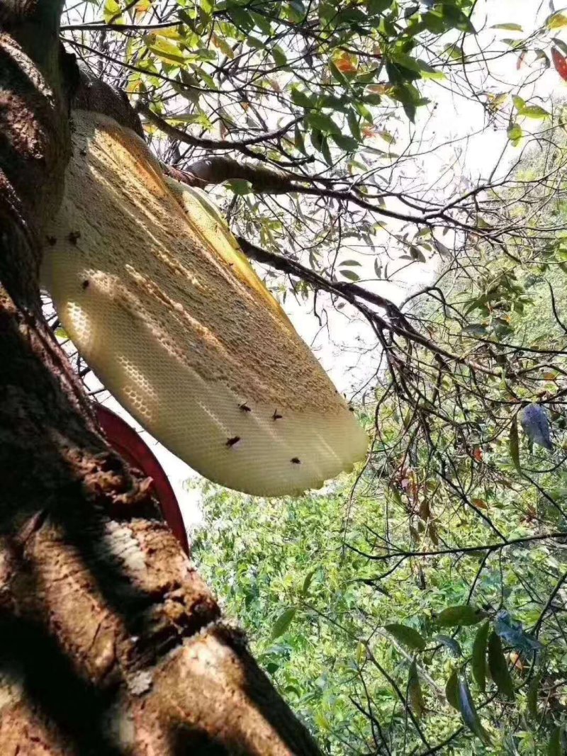 缅甸森林大挂金黄色野蜂蜜